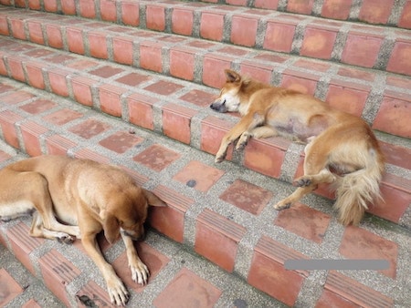 チェンマイドイステープ野良犬